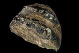 Partial, Fossil Stegodon Molar - Indonesia #149733-1
